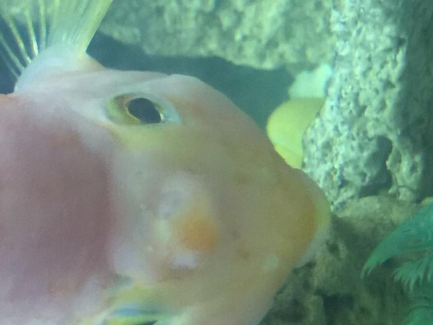 Rated #33: Freshwater Fish Stocking In 50 Gallons Tank - What is this bump on his forehead?  I'm very concerned.