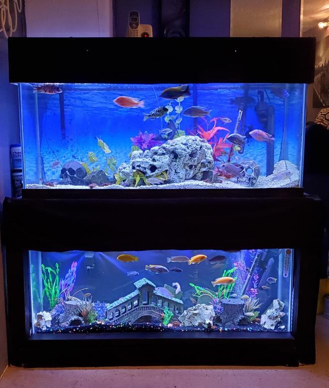 75 gallons freshwater fish tank (mostly fish and non-living decorations) - CICHILDS PEACOCKS AND HAPS ON TOP AND MABUNA ON THE BOTTOM