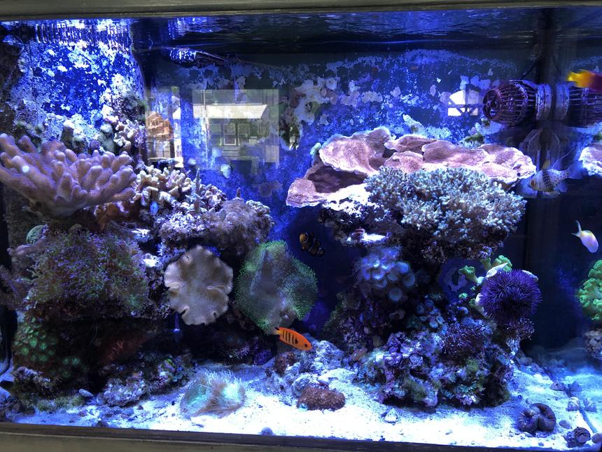 Rated #4: 65 Gallons Reef Tank - 65 Gallon Mixed Reef Tank