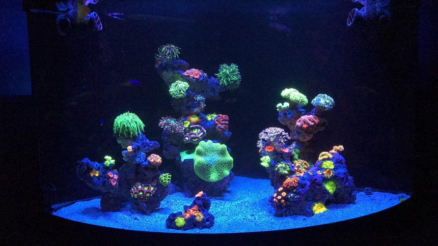 Rated #3: 54 Gallons Reef Tank - 54 corner