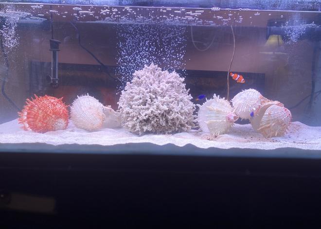 saltwater fish stocking in 50 gallons tank - Newly cycled tank