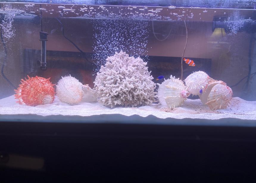 Rated #2: Saltwater Fish Stocking In 50 Gallons Tank - Newly cycled tank