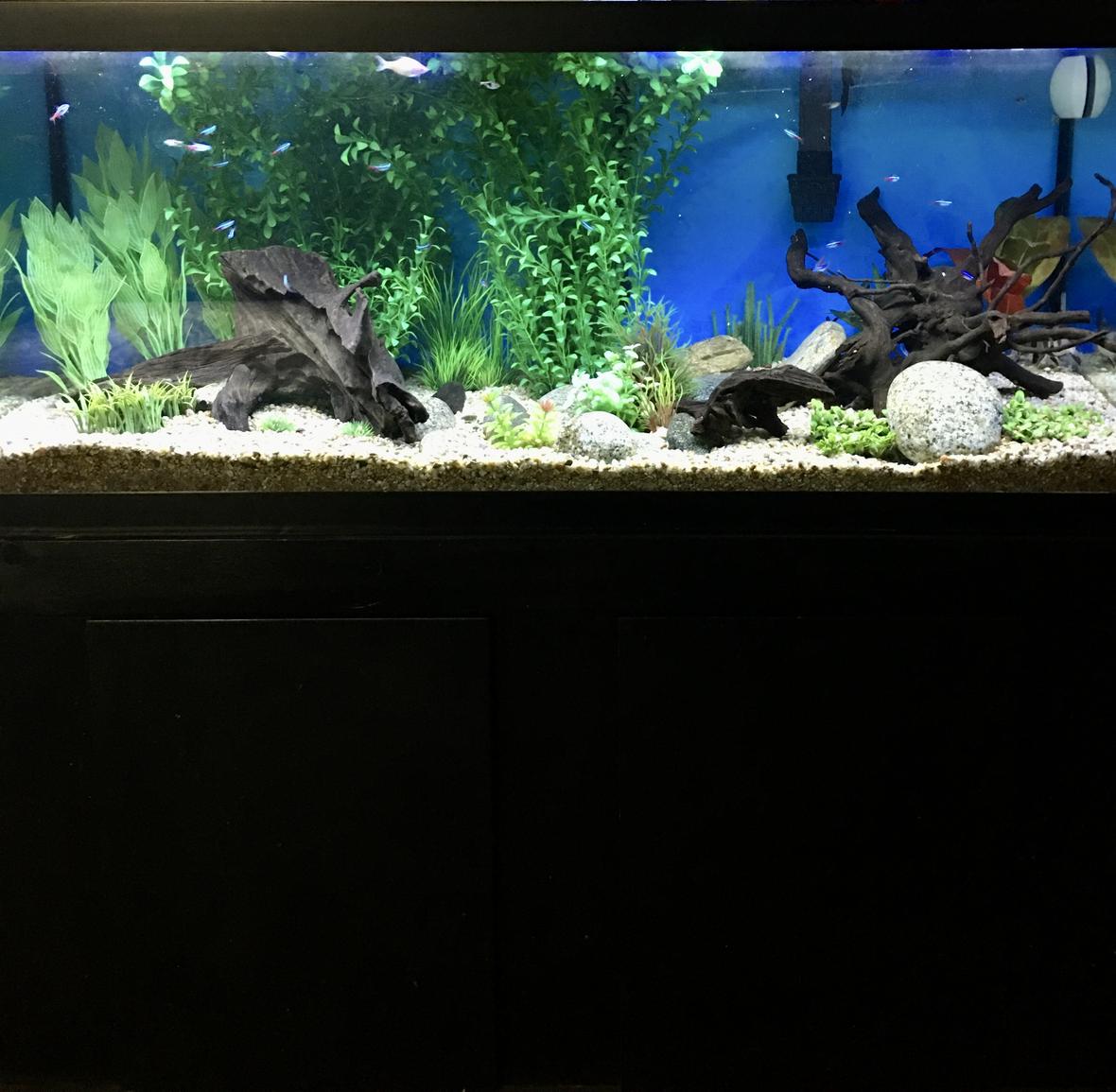 75 gallons freshwater fish tank (mostly fish and non-living decorations) - 75 gallon