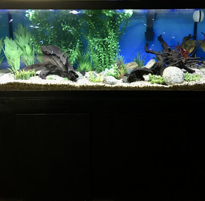 75 gallons freshwater fish tank (mostly fish and non-living decorations) - 75 gallon