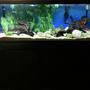 75 gallons freshwater fish tank (mostly fish and non-living decorations) - 75 gallon