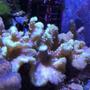 fish tank picture - Cabbage Leather Coral