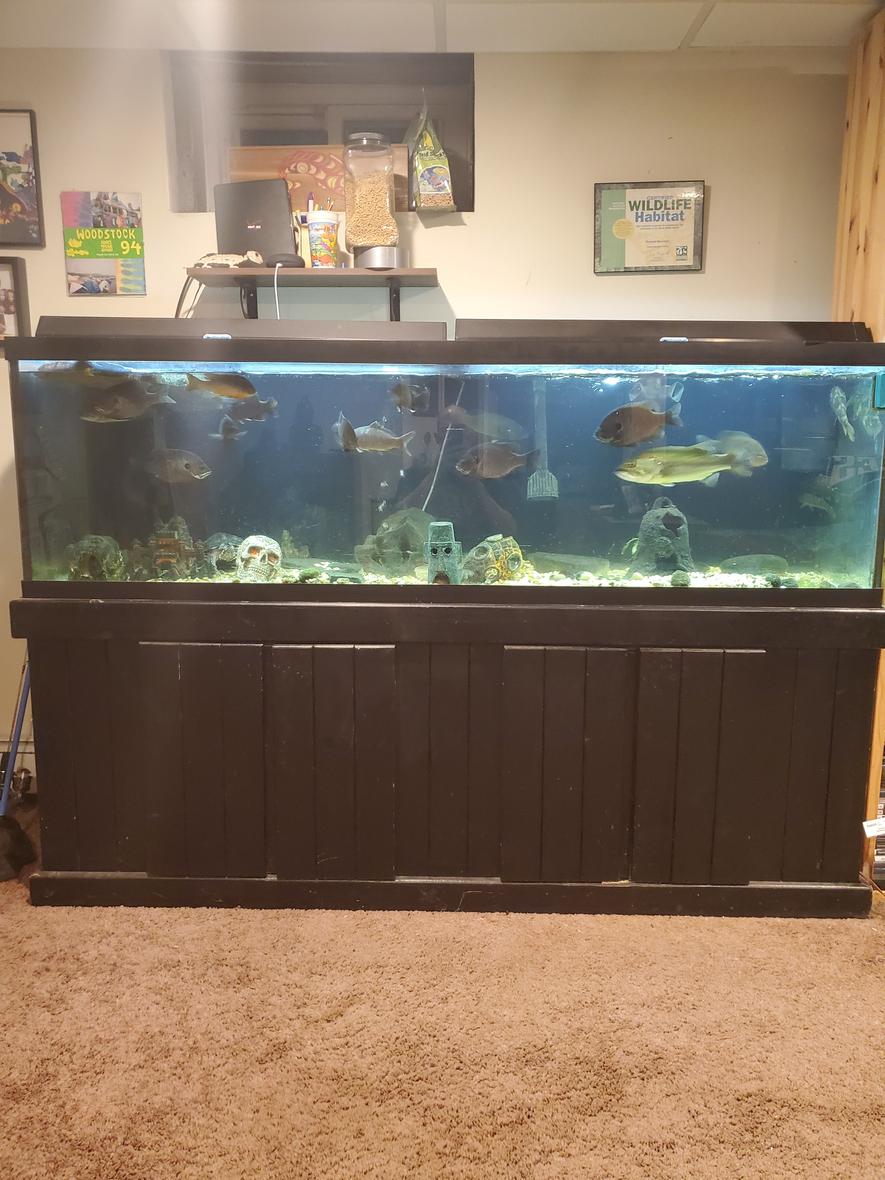 Rated #36: 100 Gallons Freshwater Fish Tank - My joy