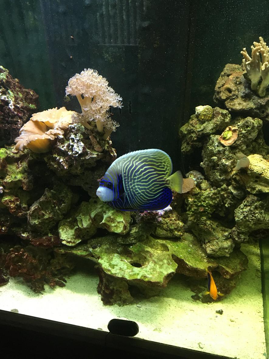 150 gallons reef tank (mostly live coral and fish) - Emperor Angelfish posing for us. He's about 5 inches at this point.