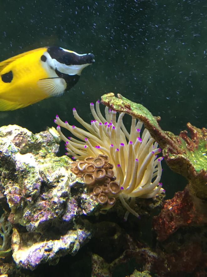 corals inverts stocking in 150 gallons tank - Foxface Rabbitfish and my Haitian Condylactus Anemone.