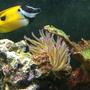 corals inverts stocking in 150 gallons tank - Foxface Rabbitfish and my Haitian Condylactus Anemone.