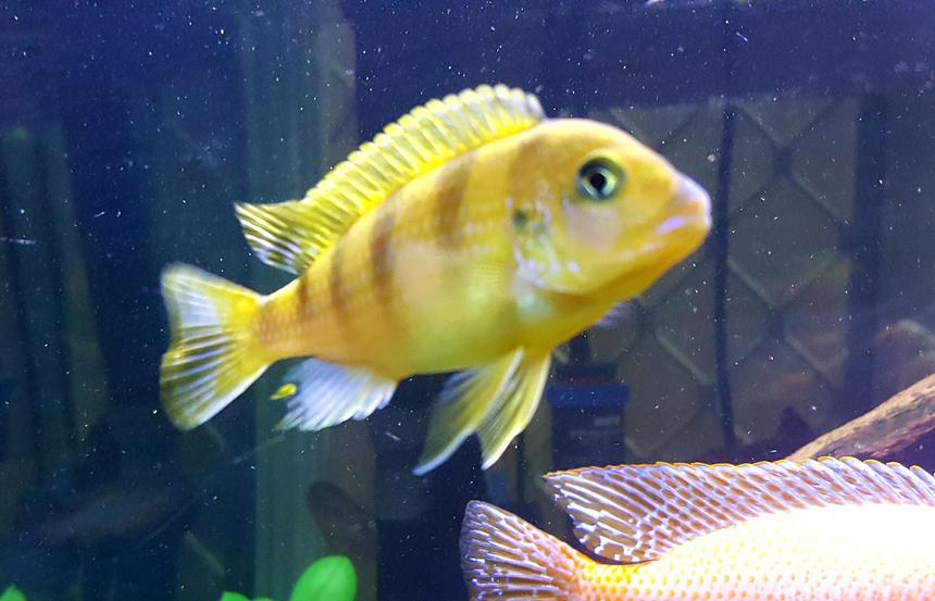 Rated #5: Freshwater Fish Stocking In 200 Gallons Tank - African Butterfly Peacock Cichlid