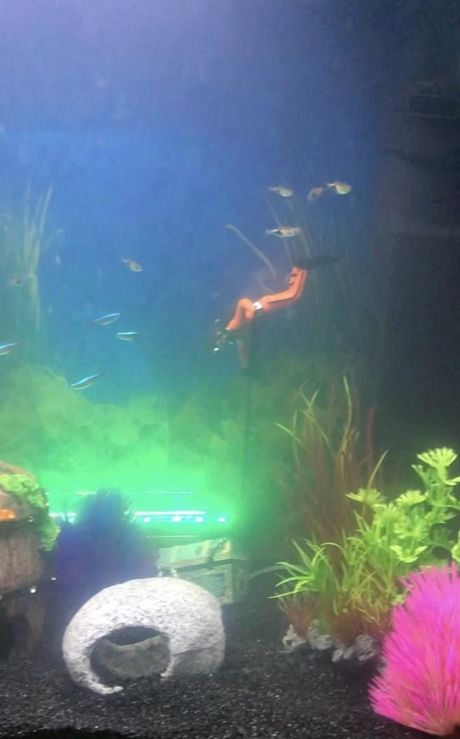 freshwater fish stocking in 19 gallons tank - Neona