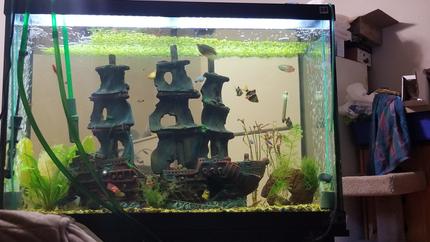 65 gallons planted tank (mostly live plants and fish) - 3 months in