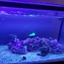 65 gallons saltwater fish tank (mostly fish, little/no live coral) - New light's
