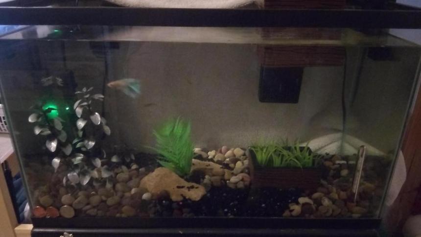 Rated #52: 110 Gallons Freshwater Fish Tank - first tank ive owned