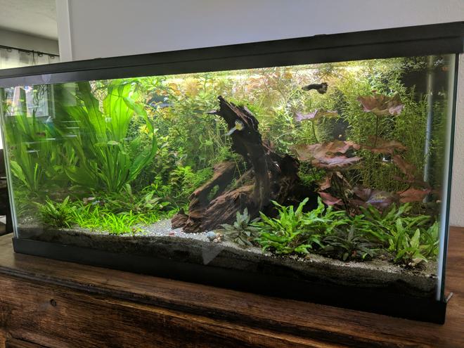 freshwater fish stocking in 40 gallons tank - This is my 40 gallon freshwater planted tank.