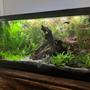 freshwater fish stocking in 40 gallons tank - This is my 40 gallon freshwater planted tank.