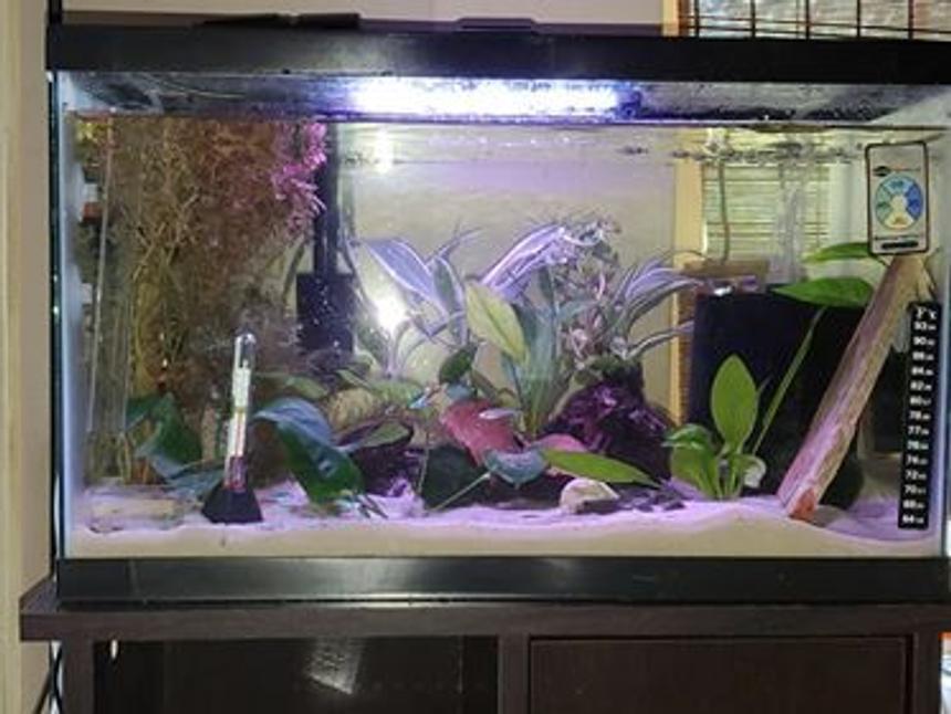 Rated #56: 10 Gallons Planted Tank - Rainbows, Neon and Shrimp...OH MY!