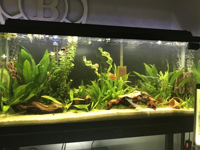 55 gallons planted tank (mostly live plants and fish) - 55 gal