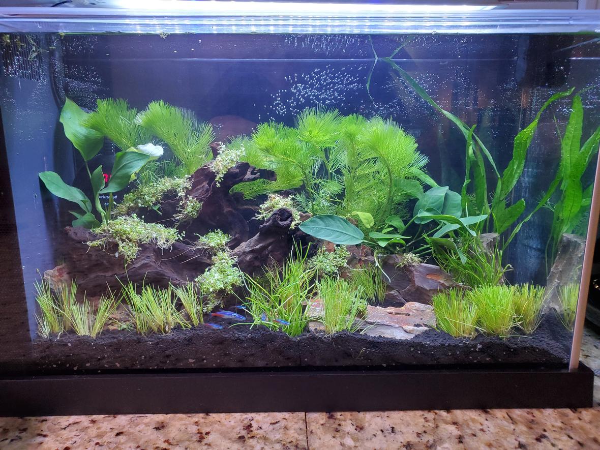 5 gallons planted tank (mostly live plants and fish) - Small 5 gallon low tech planted tank