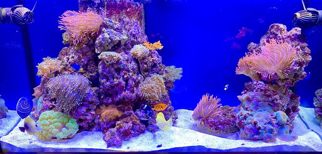 90 gallons reef tank (mostly live coral and fish) - My 90 gal Saltwater Tank