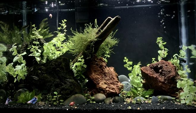20 gallons planted tank (mostly live plants and fish) - 20 gallon high, Betta Sorority Community