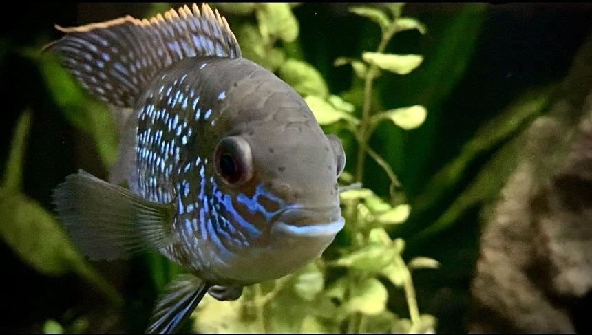 Rated #38: 20 Gallons Freshwater Fish Tank - Blue Acara