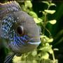20 gallons freshwater fish tank (mostly fish and non-living decorations) - Blue Acara