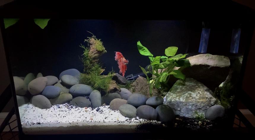Rated #4: Freshwater Fish Stocking In 20 Gallons Tank - 10 gallon Betta tank