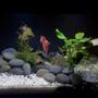 freshwater fish stocking in 20 gallons tank - 10 gallon Betta tank