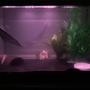 20 gallons freshwater fish tank (mostly fish and non-living decorations) - axolotl tank