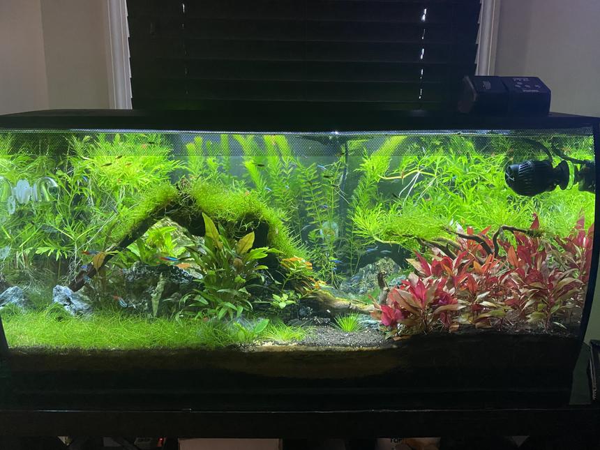 Rated #15: 33 Gallons Planted Tank - Taiwan Moss on DriftwoodWisteria - Hornwort, dwarf hair grass.
