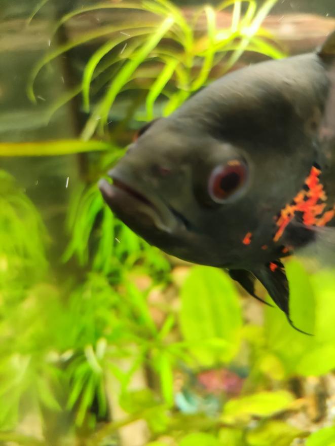 freshwater fish stocking in 55 gallons tank - scar The Oscar