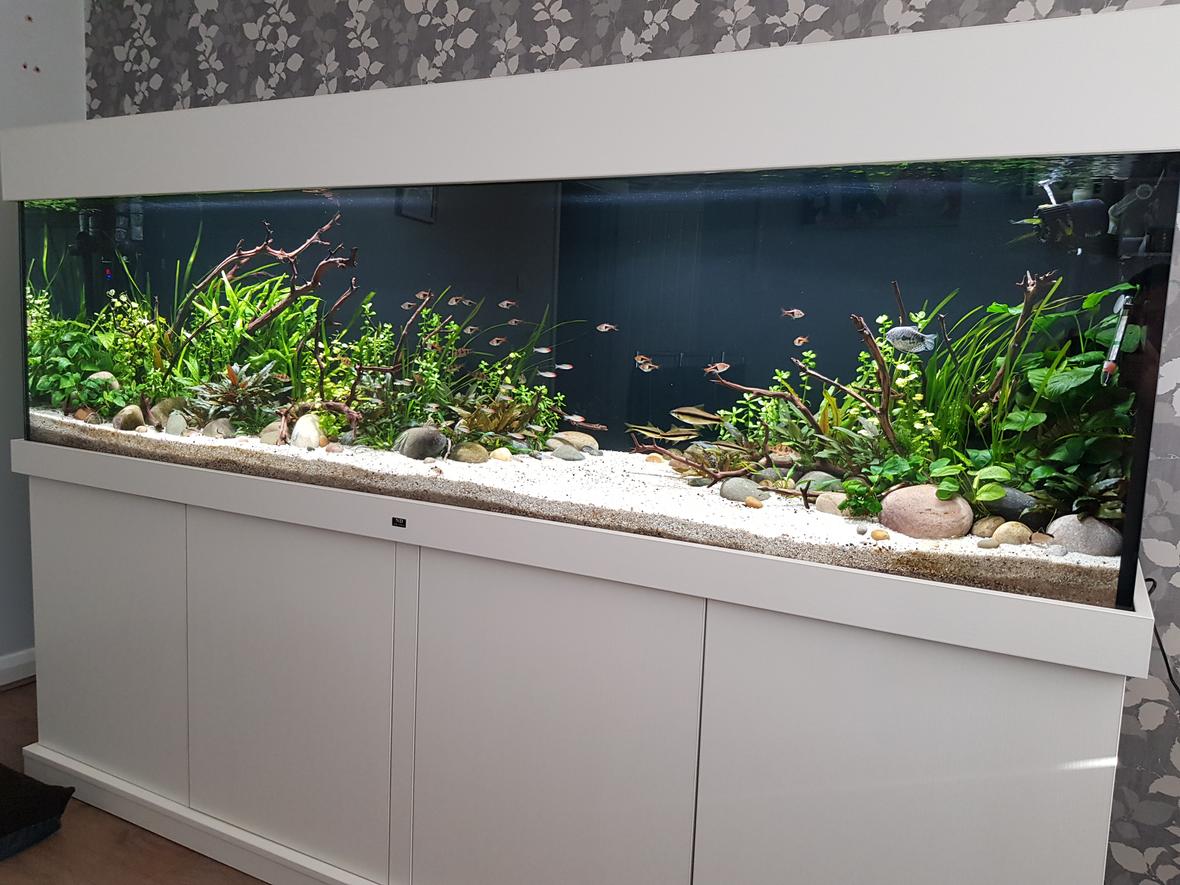 160 gallons planted tank (mostly live plants and fish) - 7 foot, 600 litre planted community aquarium with Optiwhite glass. Fx6 and fluval 407 filteration, 2 x fluval plant 3.0 46w lighting. Tropica substrate capped with pool filter sand, manzanita wood and river rock used for hardscape.