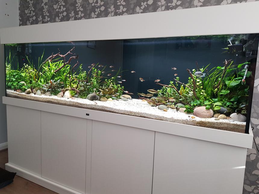 Rated #3: 160 Gallons Planted Tank - 7 foot, 600 litre planted community aquarium with Optiwhite glass. Fx6 and fluval 407 filteration, 2 x fluval plant 3.0 46w lighting. Tropica substrate capped with pool filter sand, manzanita wood and river rock used for hardscape.