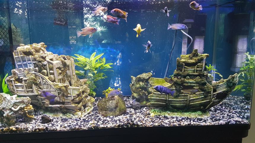 Rated #24: 53 Gallons Freshwater Fish Tank - Main tank picture