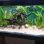 fish tank picture - Side angle