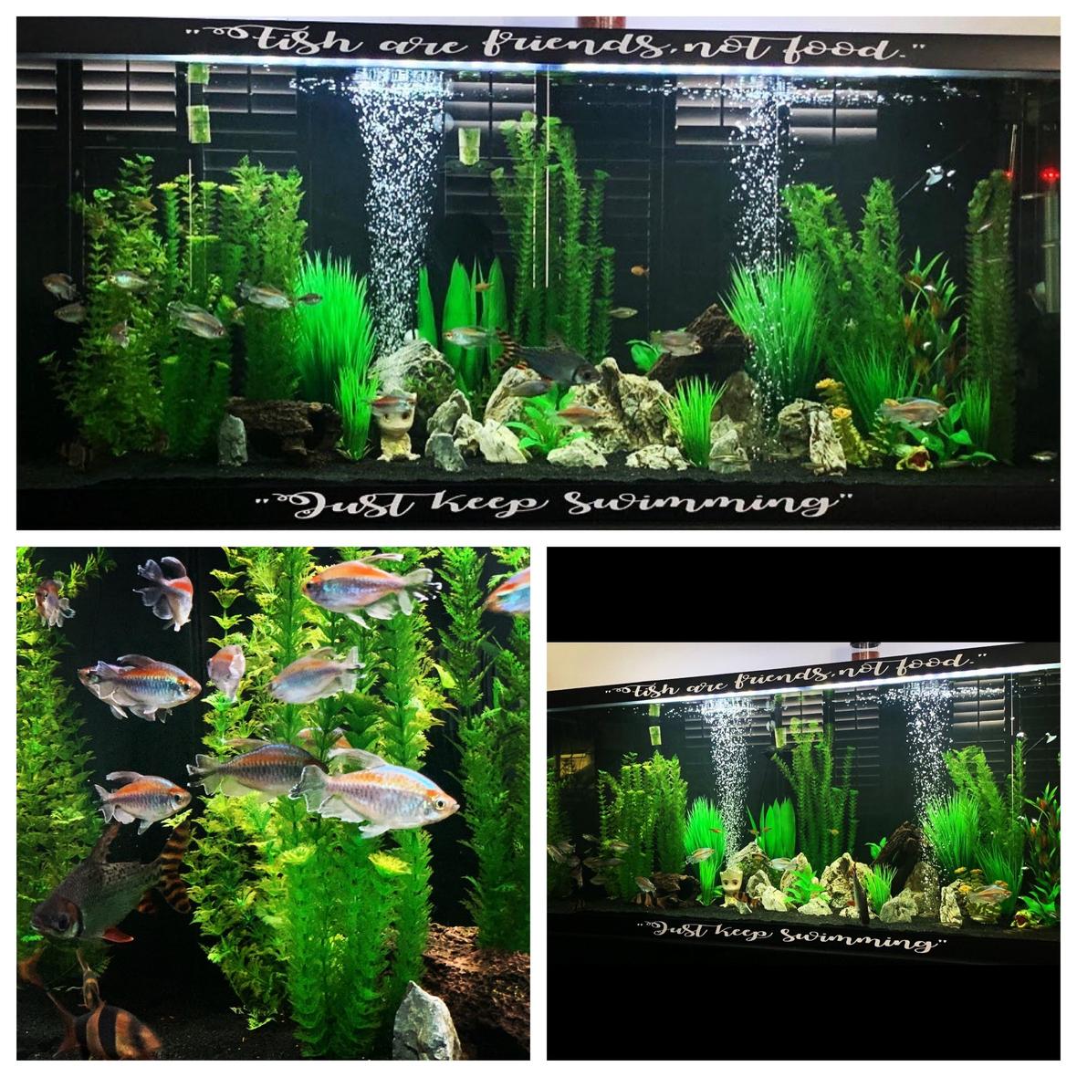 freshwater fish stocking in 120 gallons tank - 120 Gallon Freshwater Aquarium