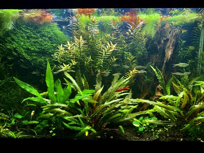 29 gallons freshwater fish tank (mostly fish and non-living decorations) - My 29 gallons fish tank after 2 years.