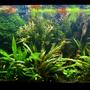 29 gallons freshwater fish tank (mostly fish and non-living decorations) - My 29 gallons fish tank after 2 years.