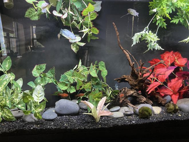 60 gallons freshwater fish tank (mostly fish and non-living decorations) - .