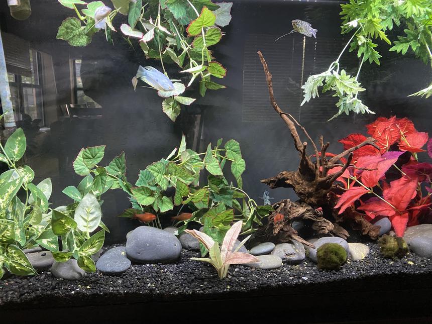 Rated #30: 60 Gallons Freshwater Fish Tank - .