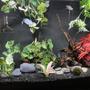 60 gallons freshwater fish tank (mostly fish and non-living decorations) - .