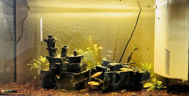 55 gallons planted tank (mostly live plants and fish) - Panoramic view 100L