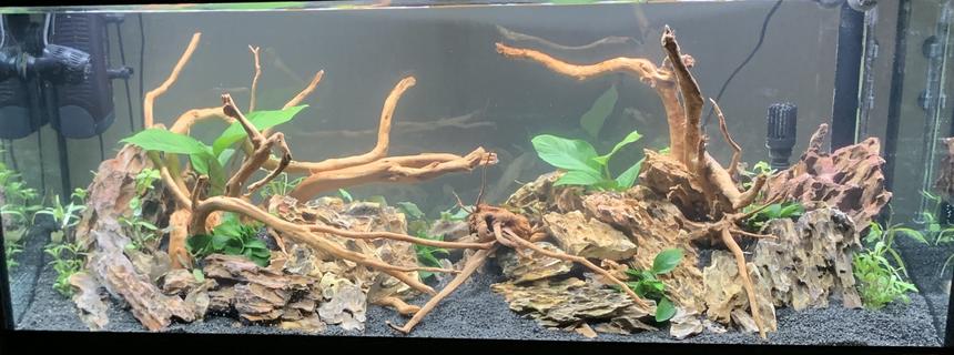 Rated #13: 55 Gallons Freshwater Fish Tank - Before fish added.....