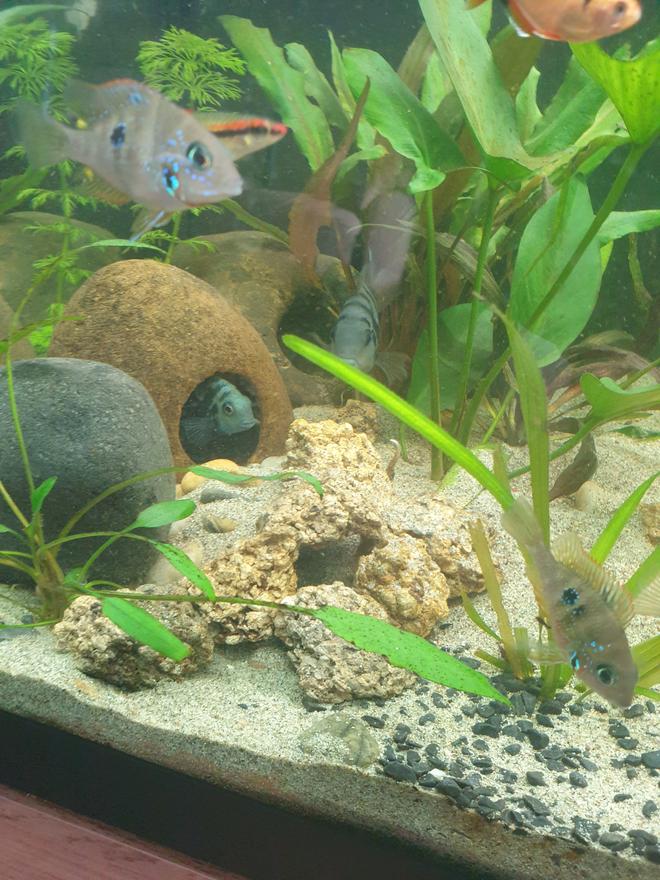 44 gallons planted tank (mostly live plants and fish) - Honduran red points breeding