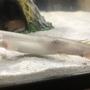 freshwater fish stocking in 50 gallons tank - My dinosaur Bichir has recently formed a crooked back and a lump on its side, purple-ish in color. He/She is swimming fine and acting normal, I`ve just never seen anything of the sorts before and REALLY wanting to help my fish