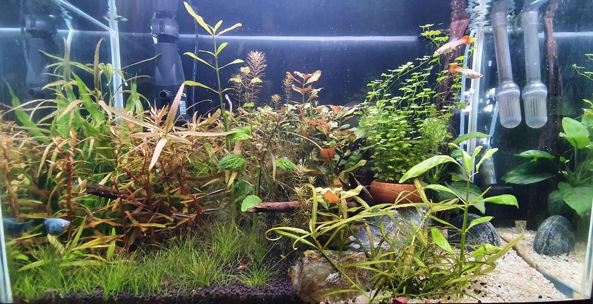 20 gallons planted tank (mostly live plants and fish) - Mixed planted