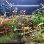 20 gallons planted tank (mostly live plants and fish) - Mixed planted