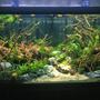 75 gallons planted tank (mostly live plants and fish) - A tank that took me 1 month and 1000$ to finish :))))